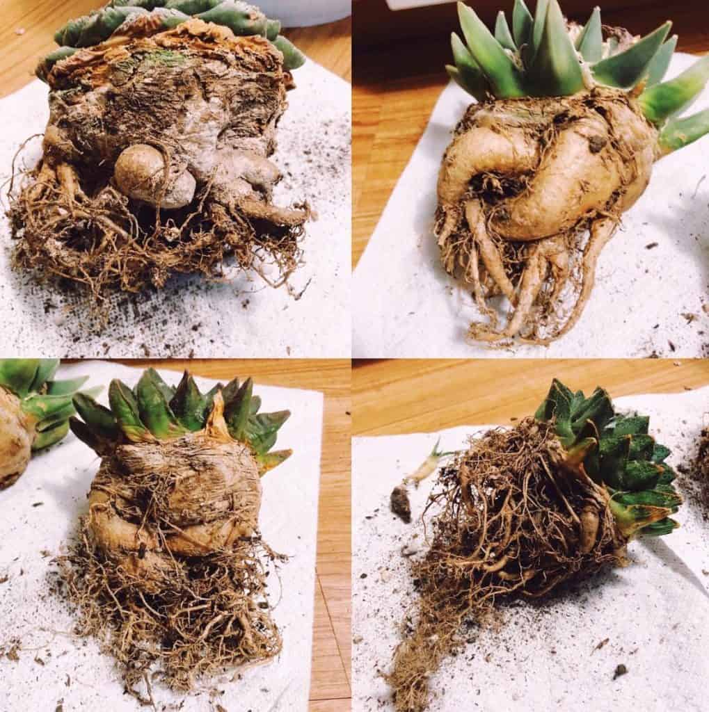  Cactus Roots System Grow Deep