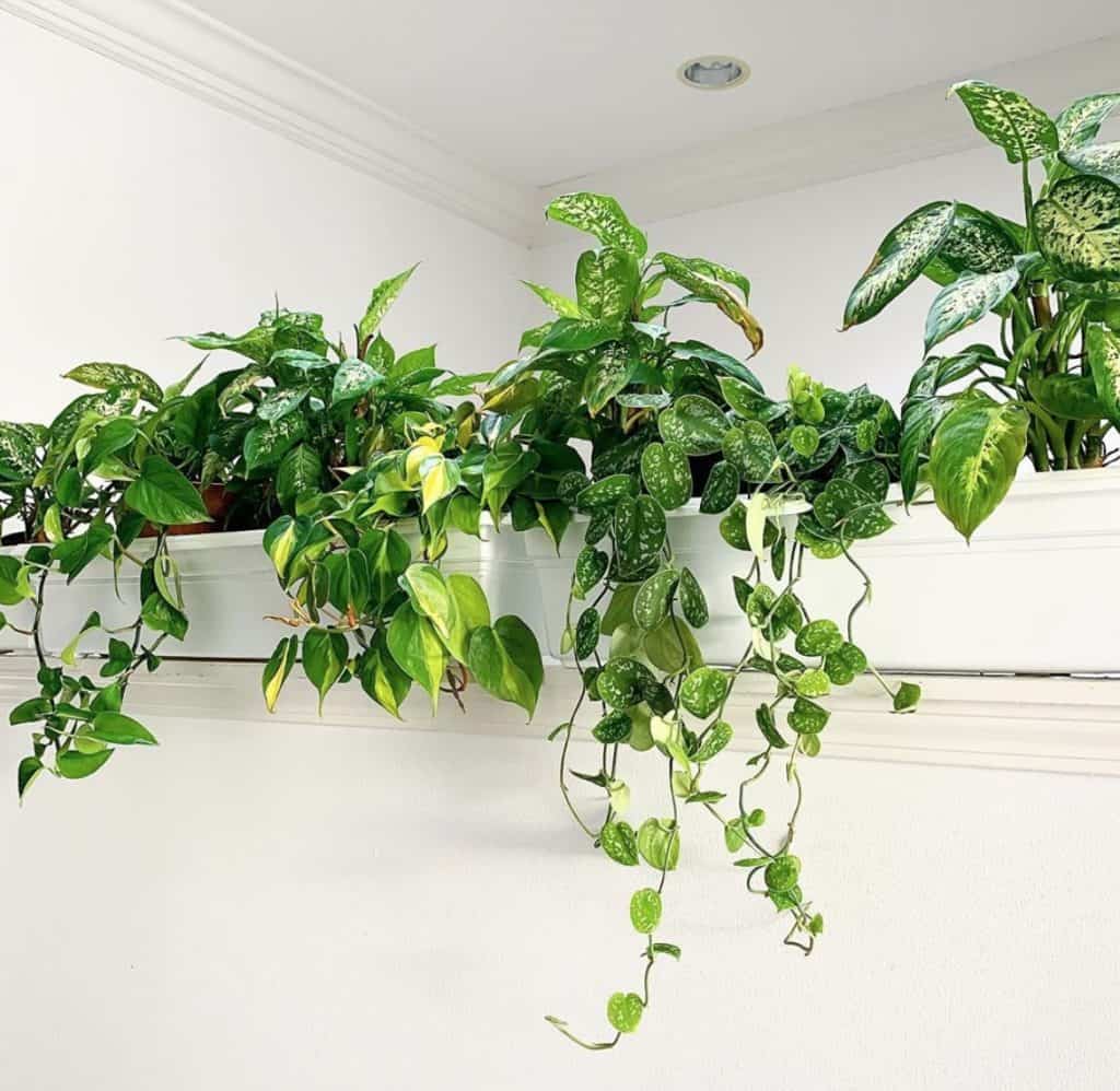 best hanging plants indoor