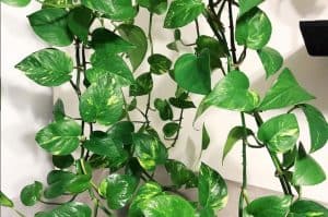 how to get pothos to branch
