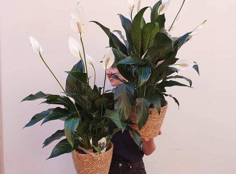 How Long Will a Peace Lily Live?