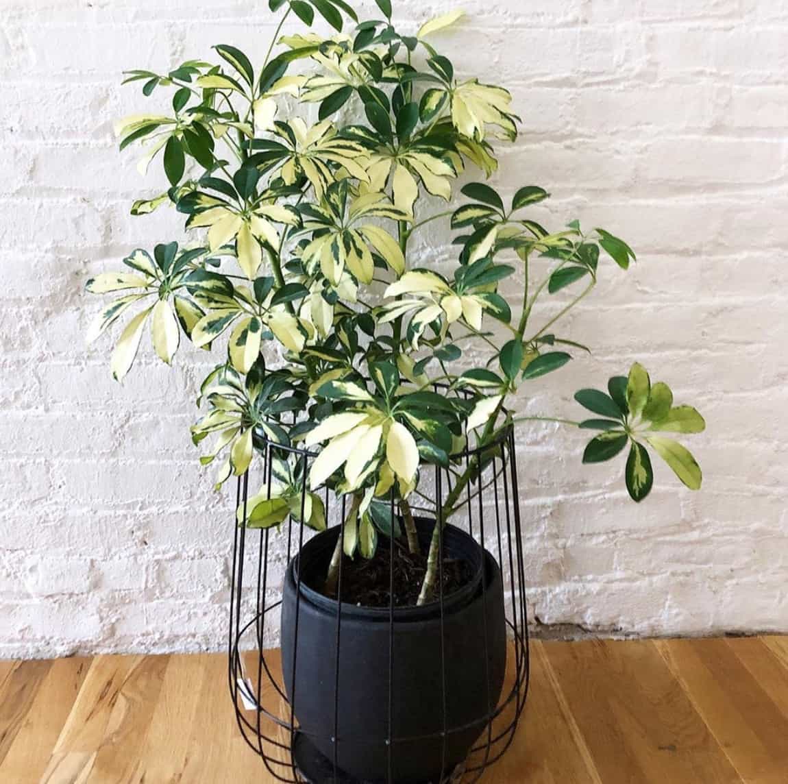 How do I make my umbrella plant bushy   Indoor Plants World