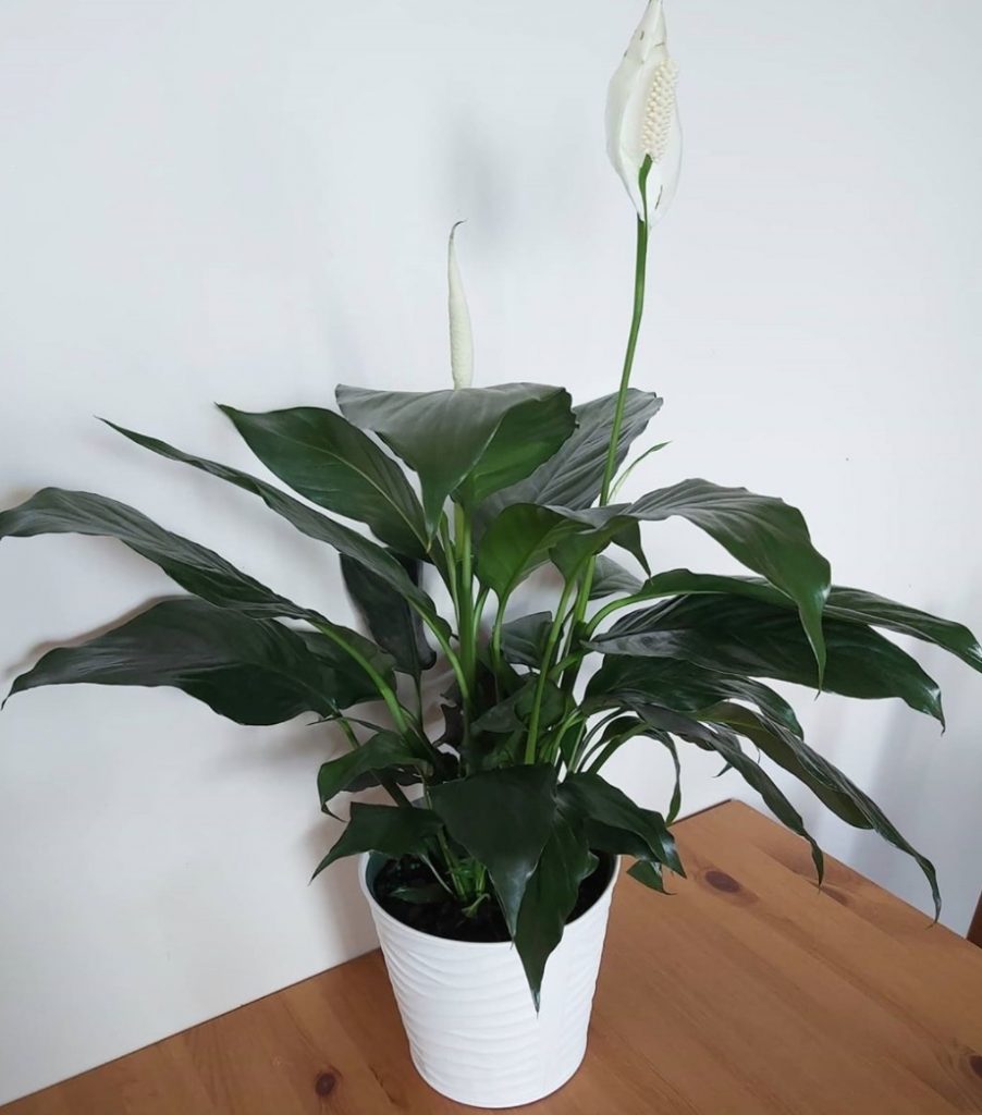Is peace lily an indoor plant?