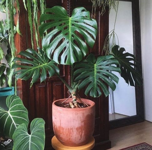 Can Monstera grow indoors?