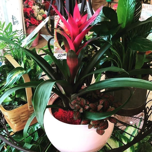 How often do you water bromeliads?