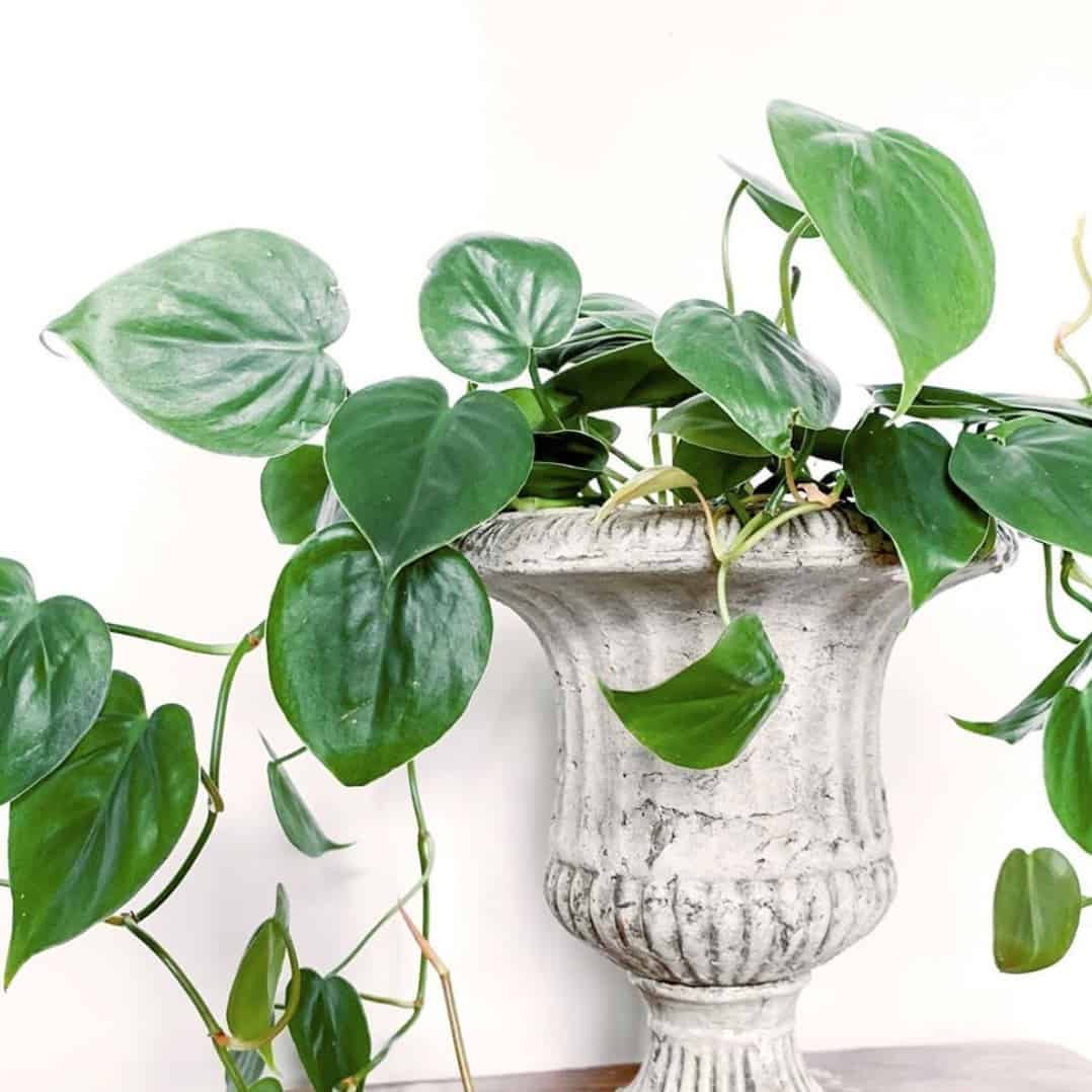How often should you water a philodendron?