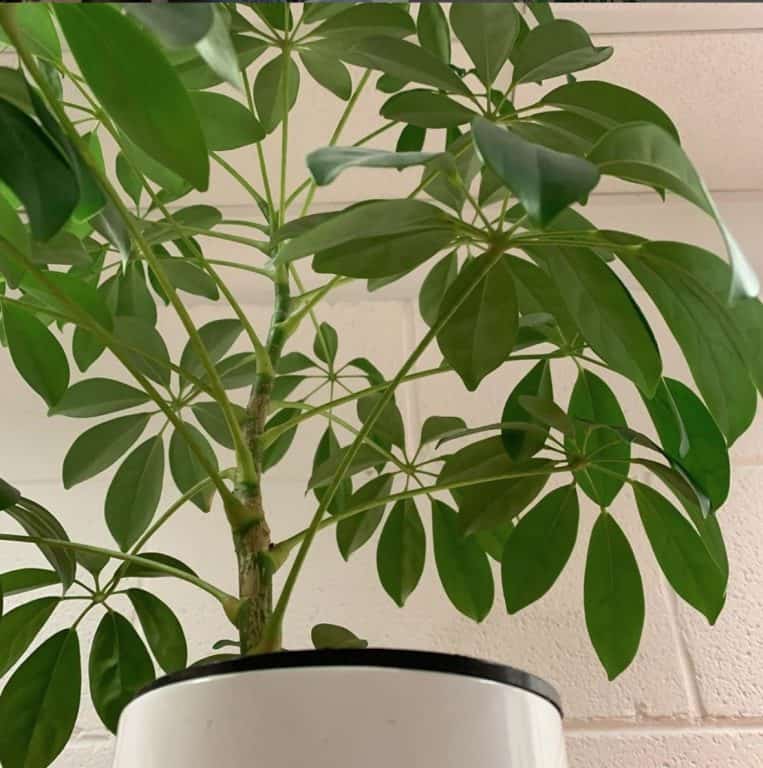 Can you take cuttings from an umbrella plant?