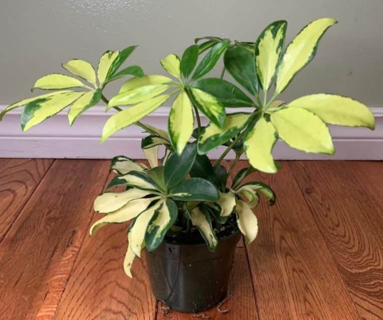 Is an umbrella plant an indoor plant?