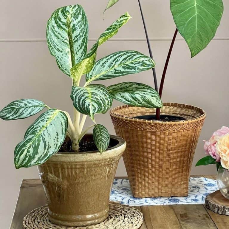 Does Chinese evergreen grow fast?