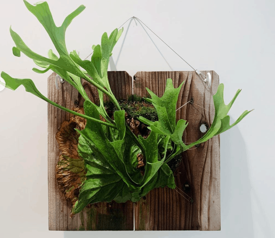 Staghorn Fern Care and Growing Guide 